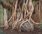 Banyan thumbnail
