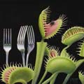 Carnivorous thumbnail