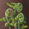 Fern Baby Fern thumbnail