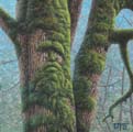 Moss Beard thumbnail